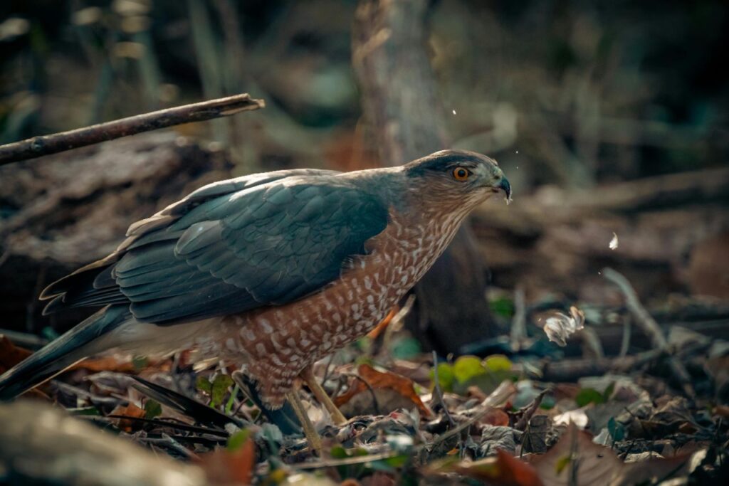 Sharp-shinned Hawk