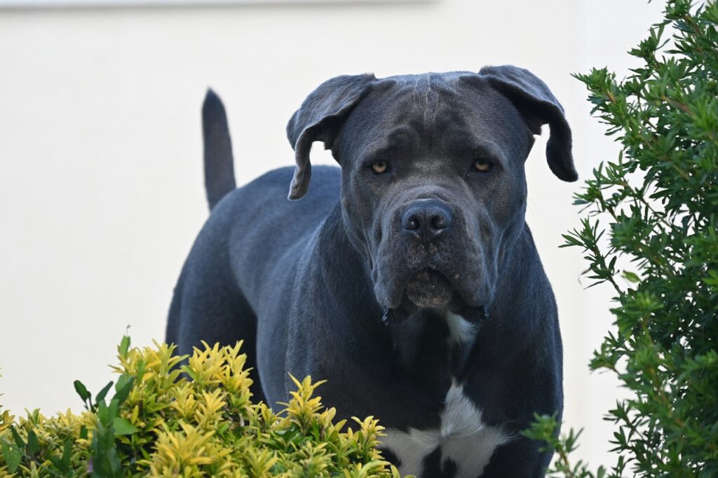 cane corso