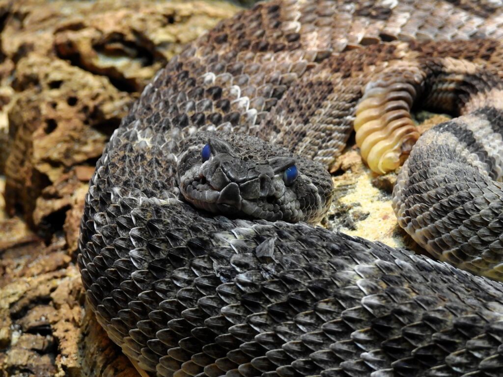 rattlesnake