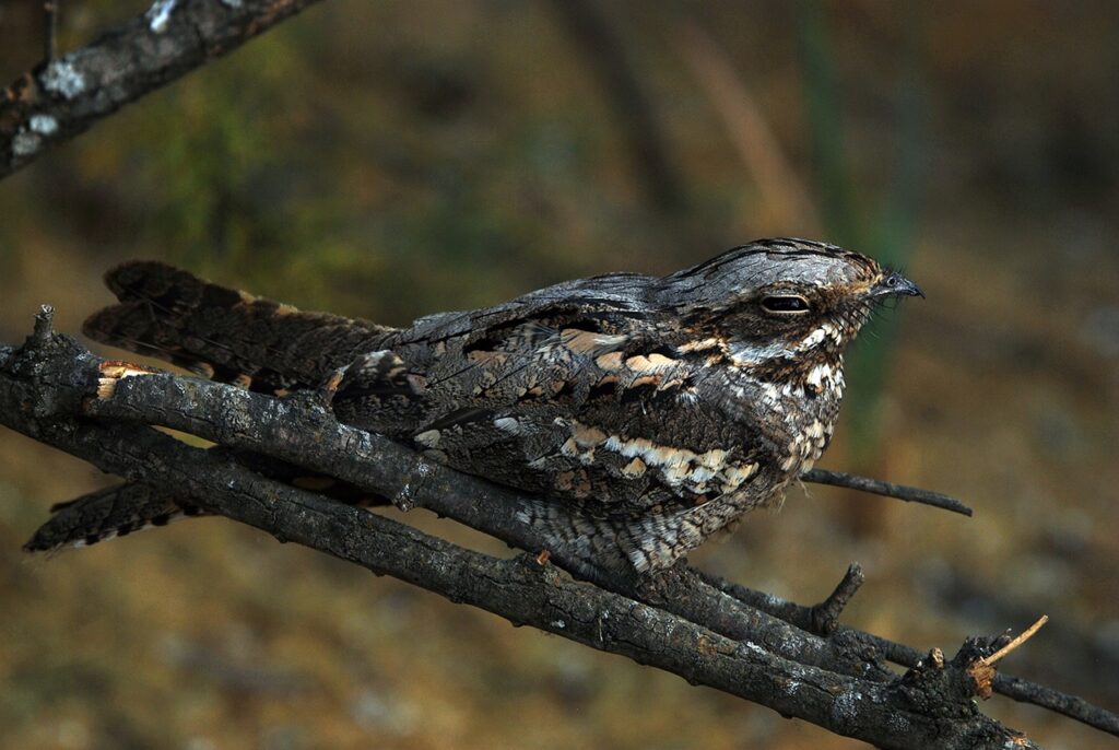 European nightjar