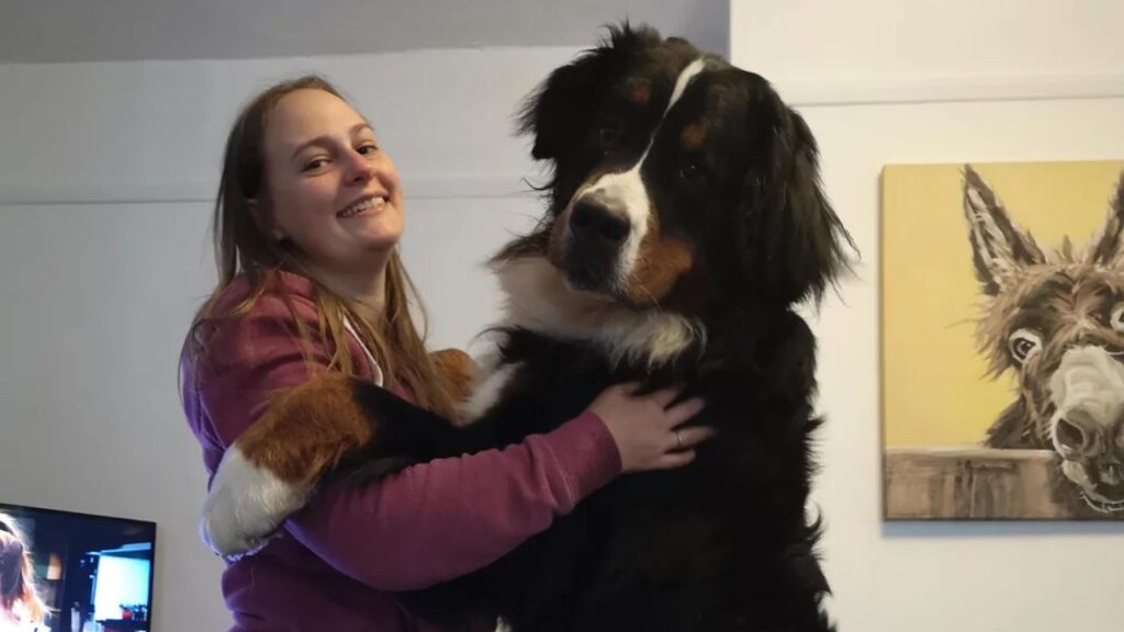 Bernese Mountain Dog With Owner