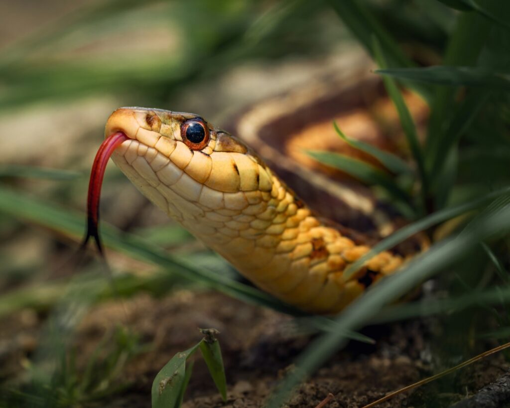 Closeup of snake