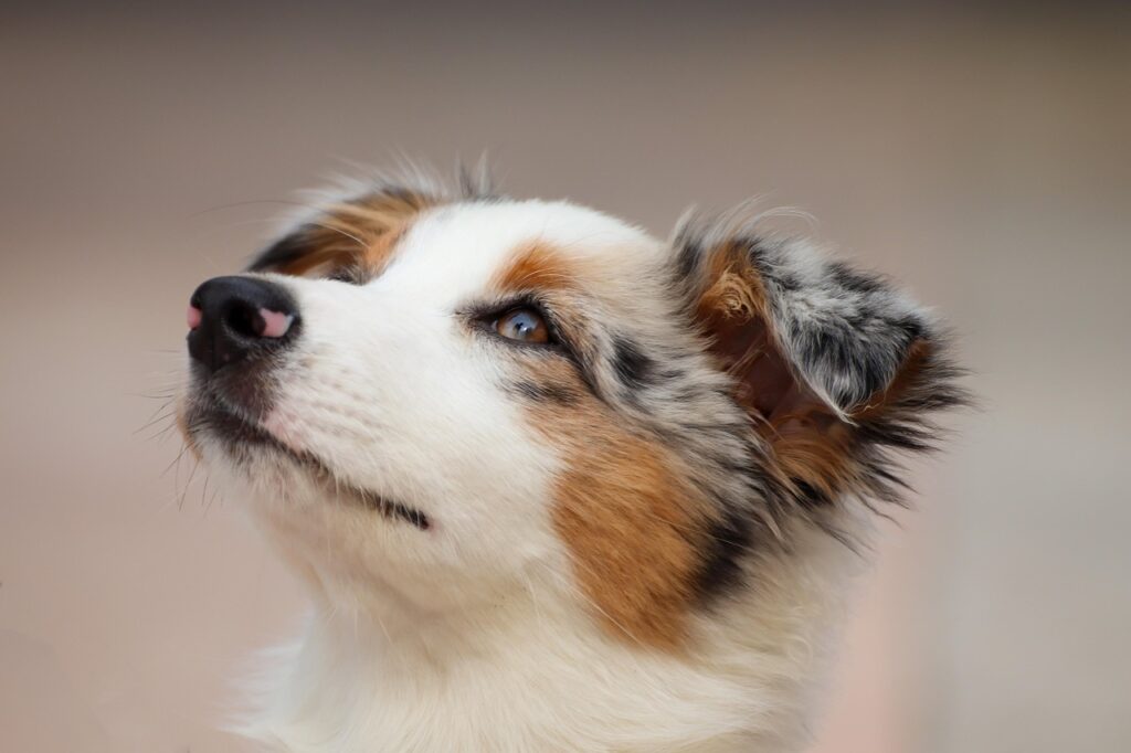 -australian-shepherd-