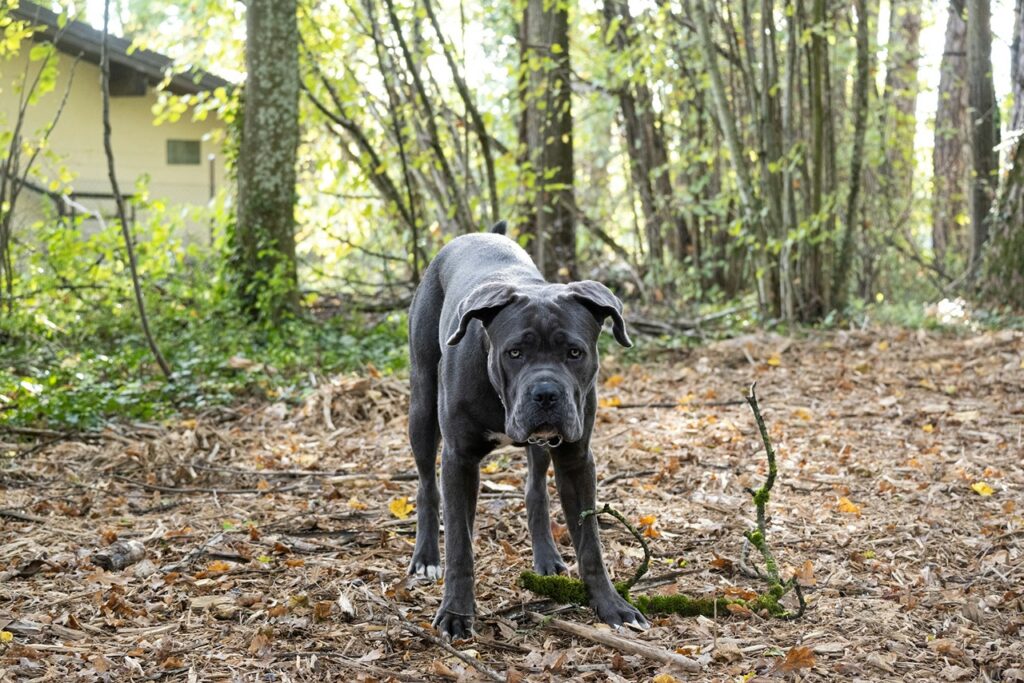 Cane Corso