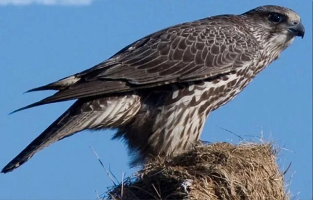 Gyrfalcon