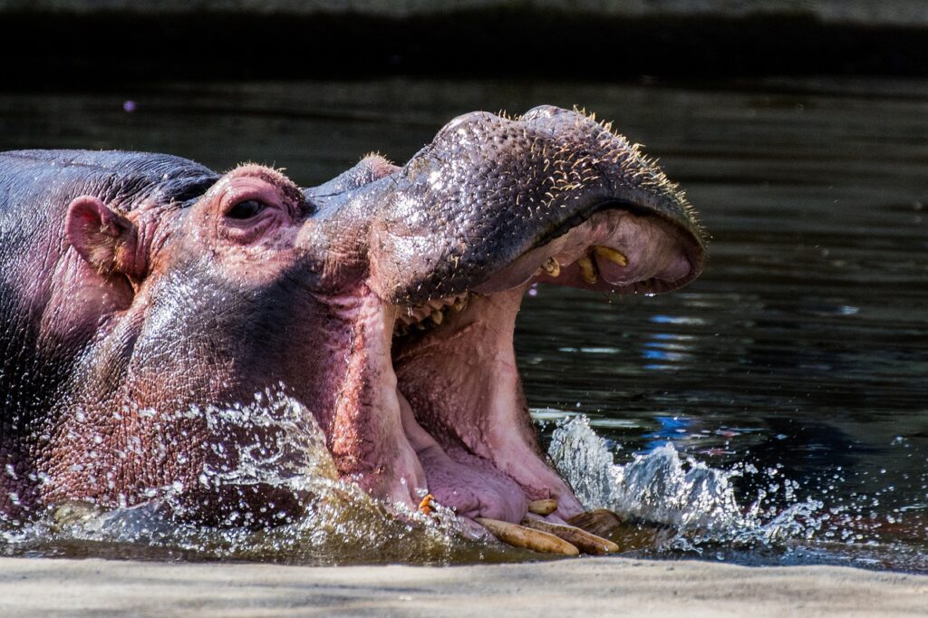 Hippo bite