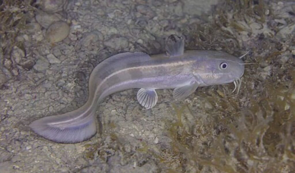 Striped catfish resting on the seafloor.