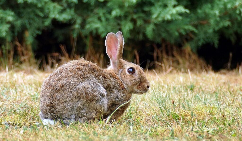 Brown rabbit sitting alert in dry grass near bushes.