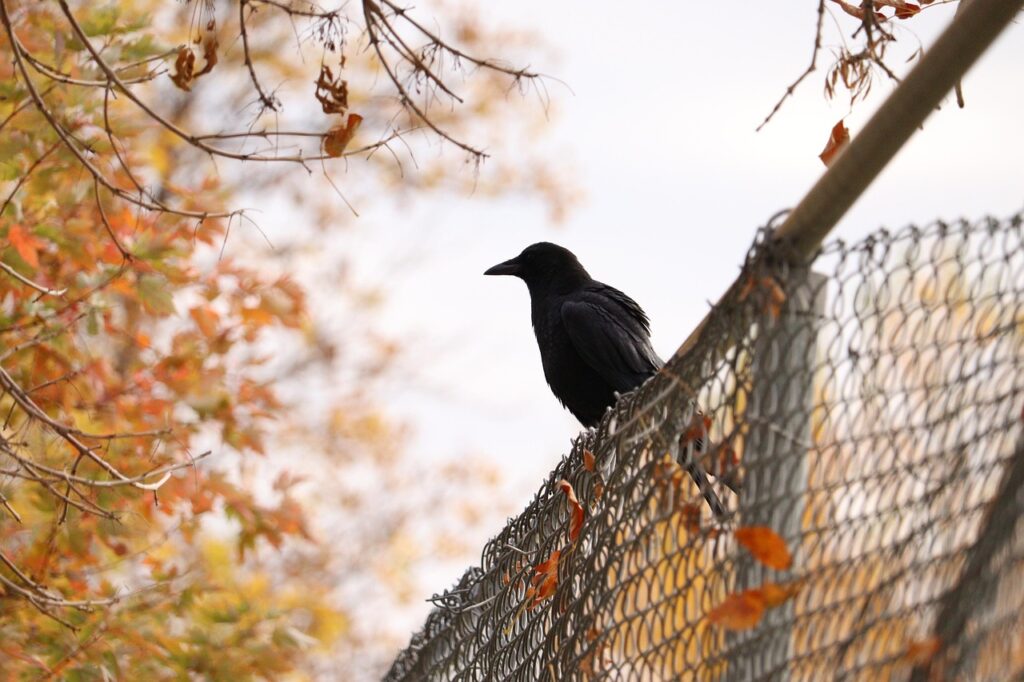 Crow on a fence