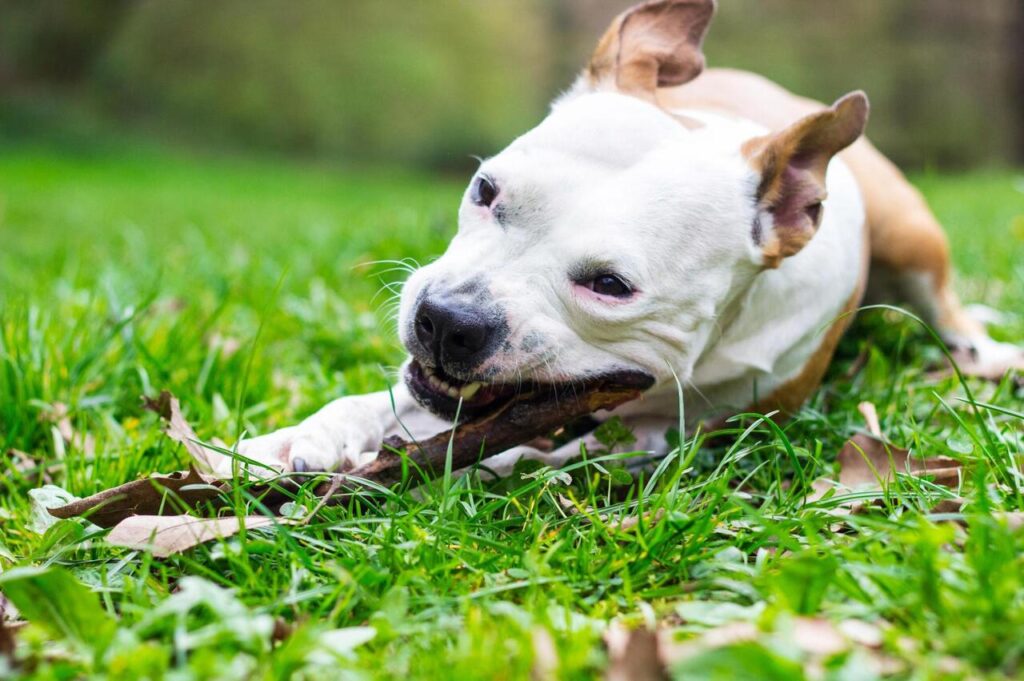 Dog chewing