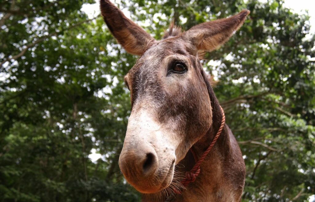 Donkey with rope halter in front of trees