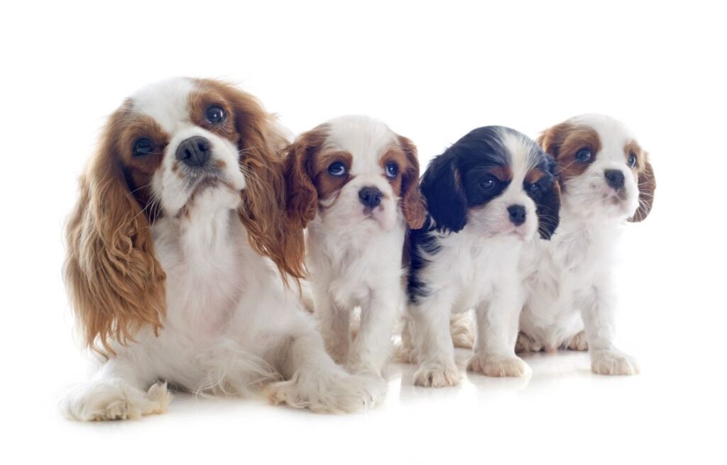 Cavalier King Charles Spaniel