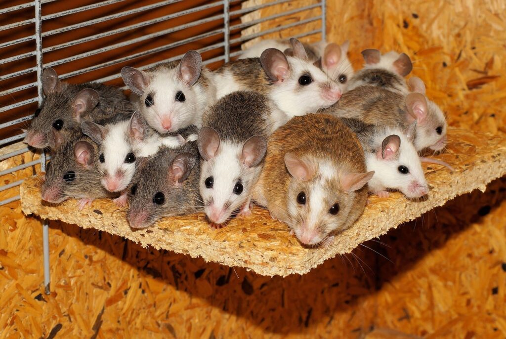 fancy mice