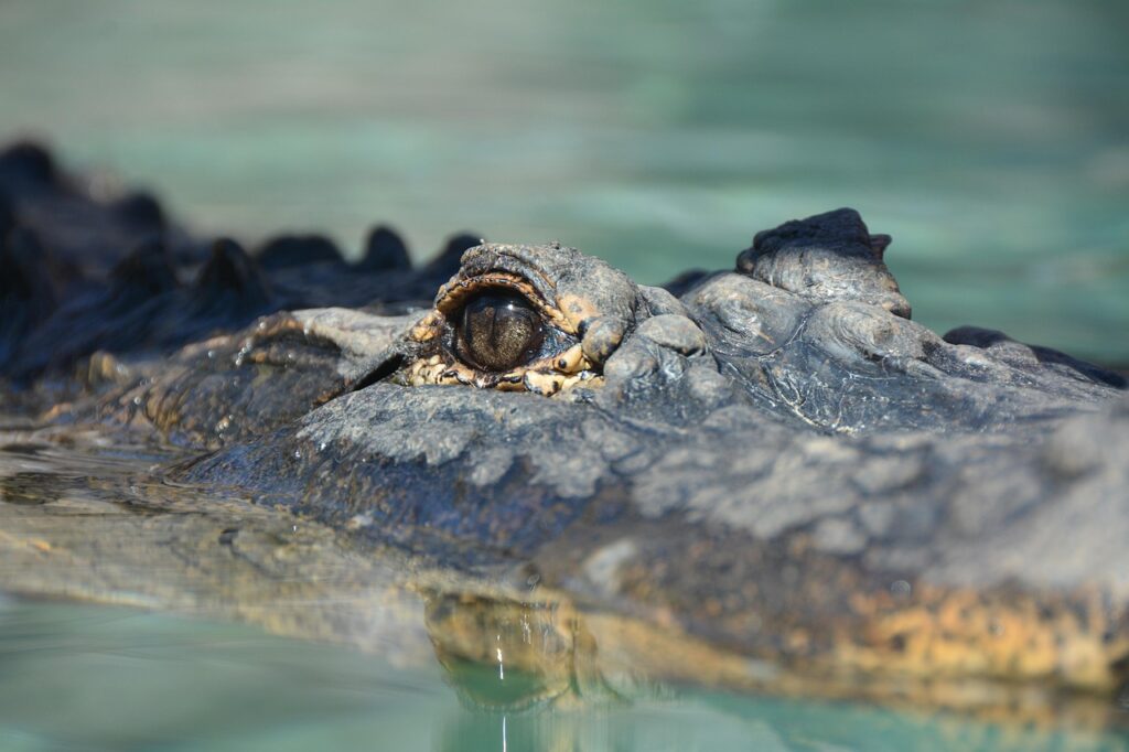 Crocodile eyes