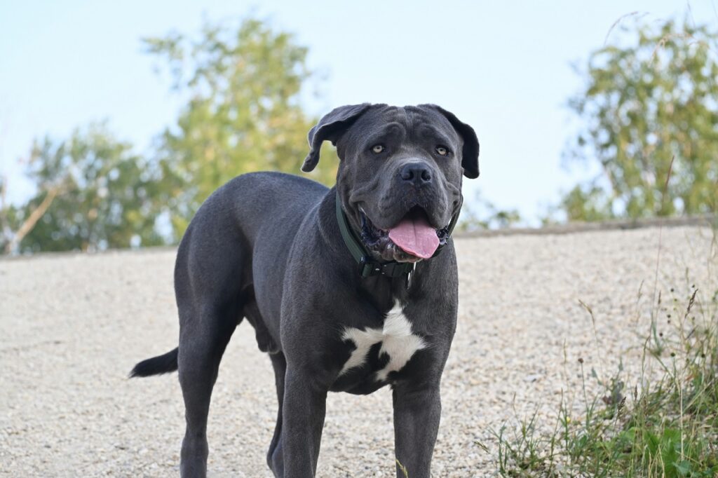 cane corso