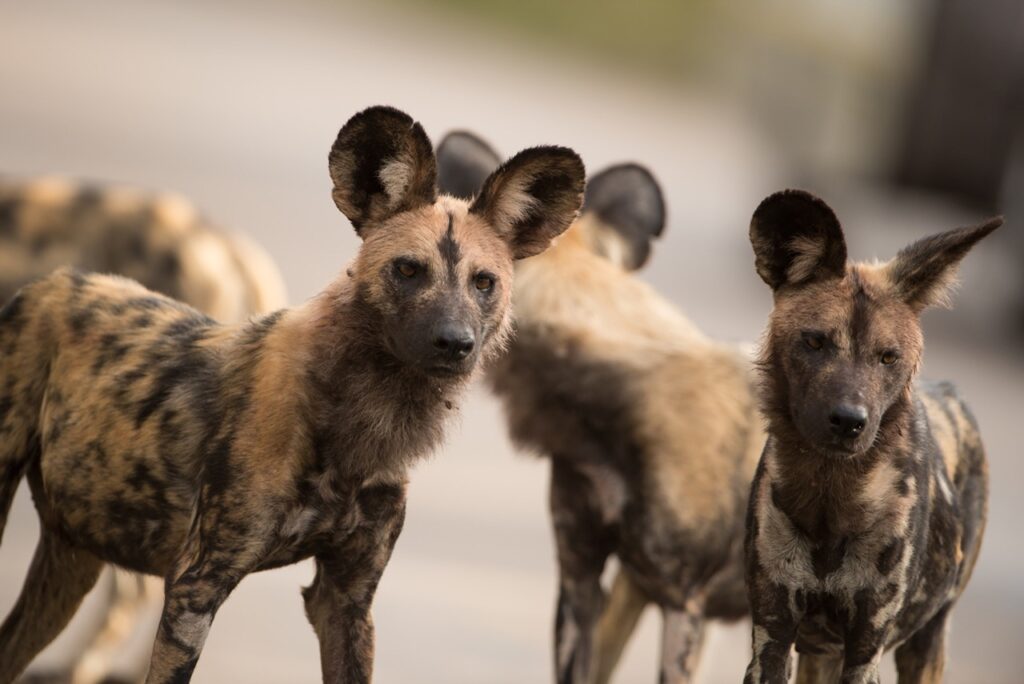 African Wild Dogs