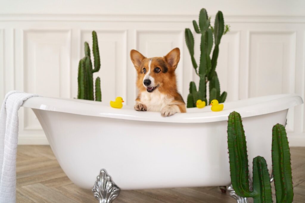 Dog Bath