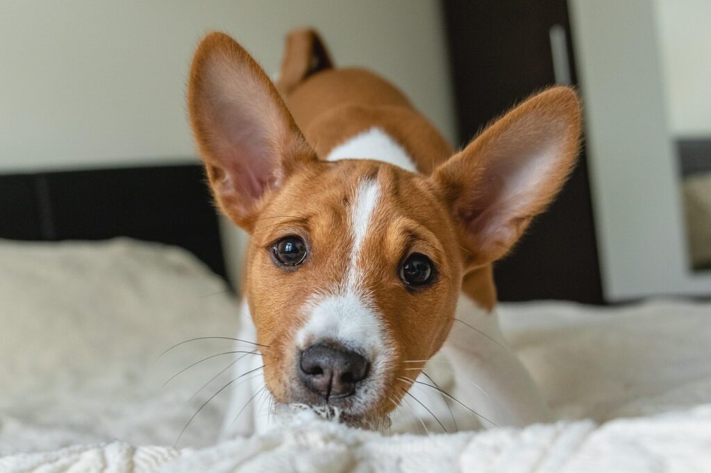 basenji