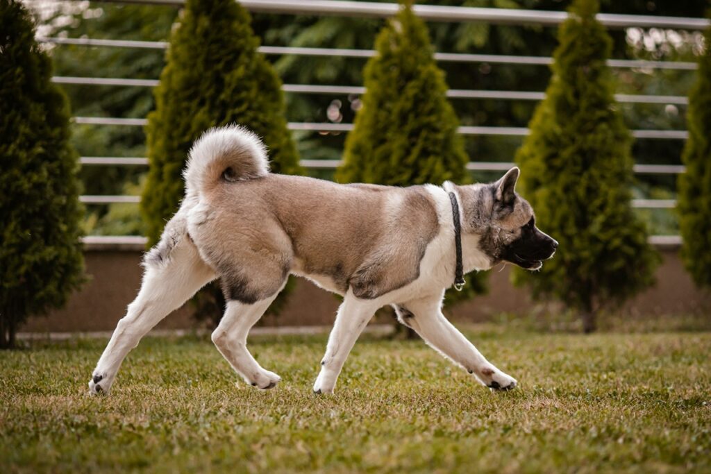 Akita
