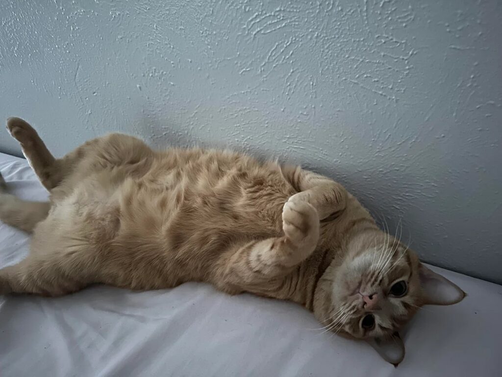 Cat Showing Belly