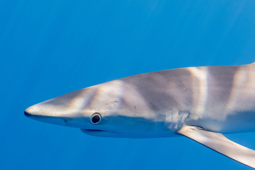 blue shark