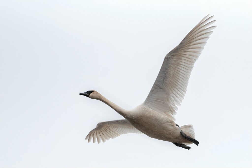 Trumpeter Swan