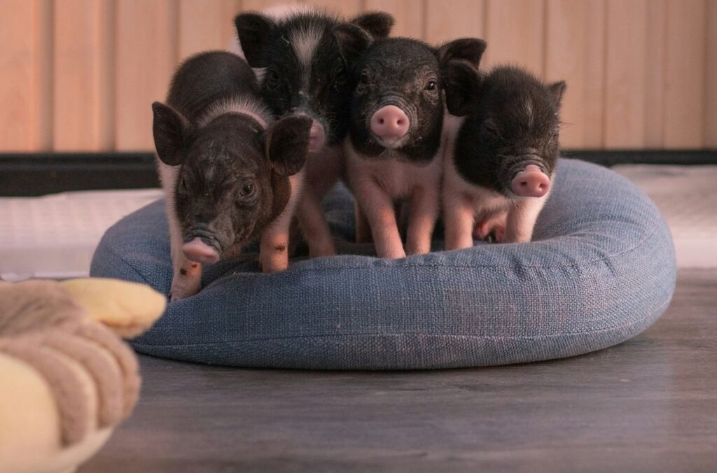 Piglets