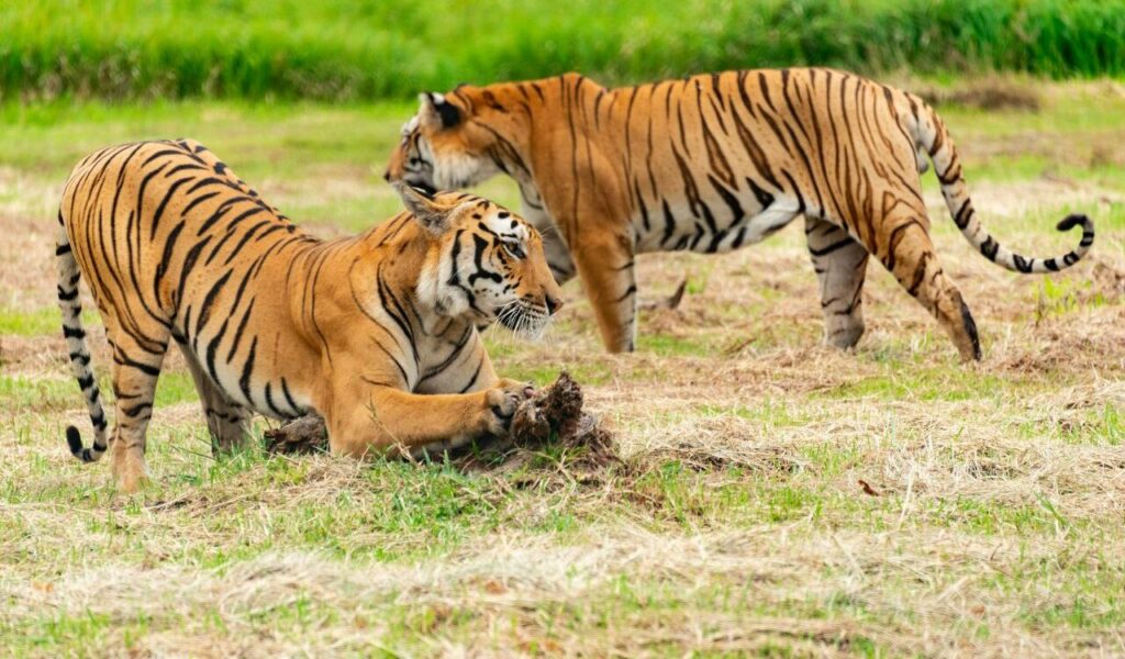 Tigers Eating Their Prey in the Wild