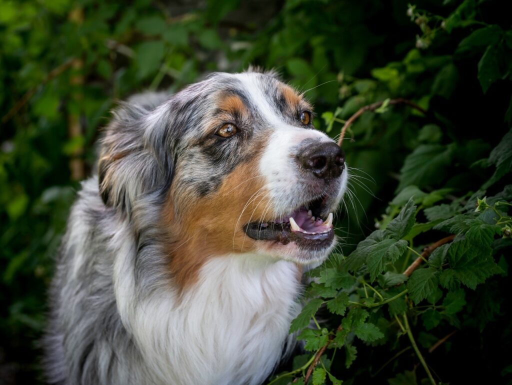 Australian Shepherd