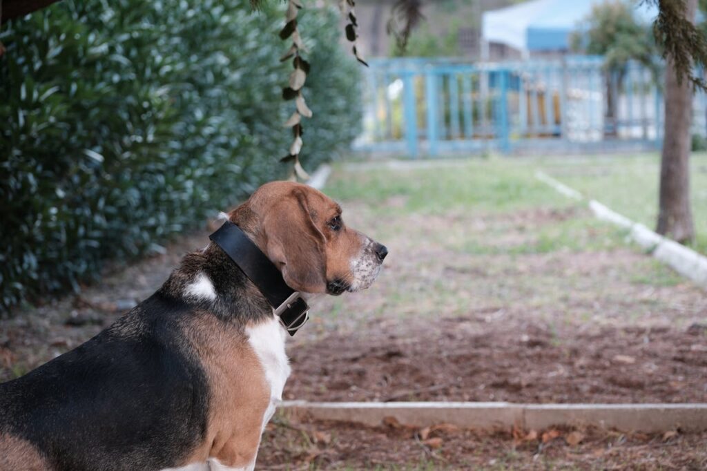 basset hound