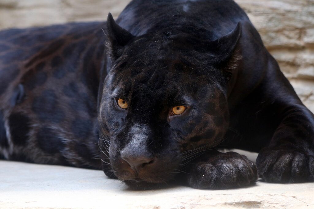  Black Panther resting