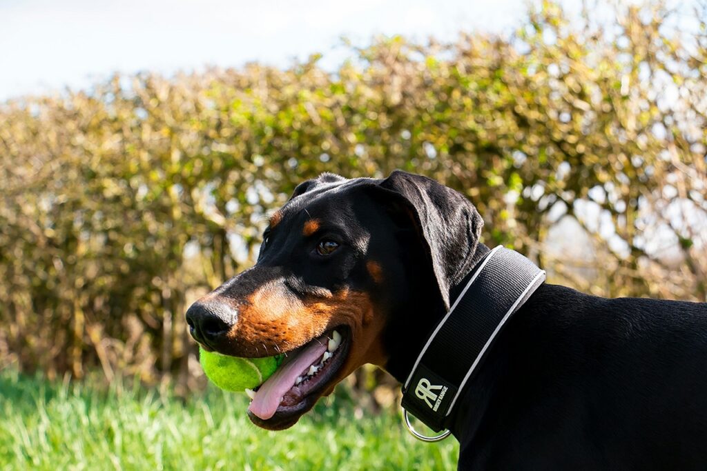 Doberman Pinscher