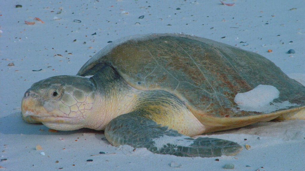 Kemp’s Ridley Sea Turtle