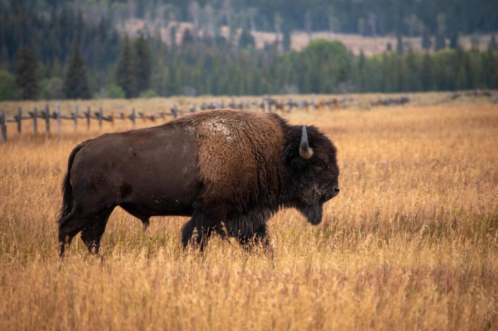 Bison