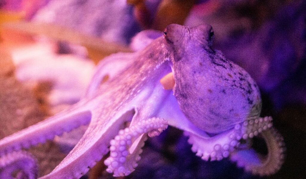 Light purple octopus under soft aquarium lighting.