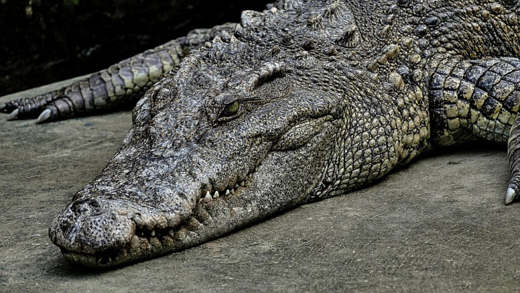 A Crocodile resting