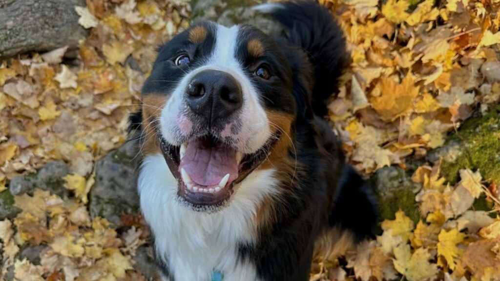 Bernese Mountain Dog