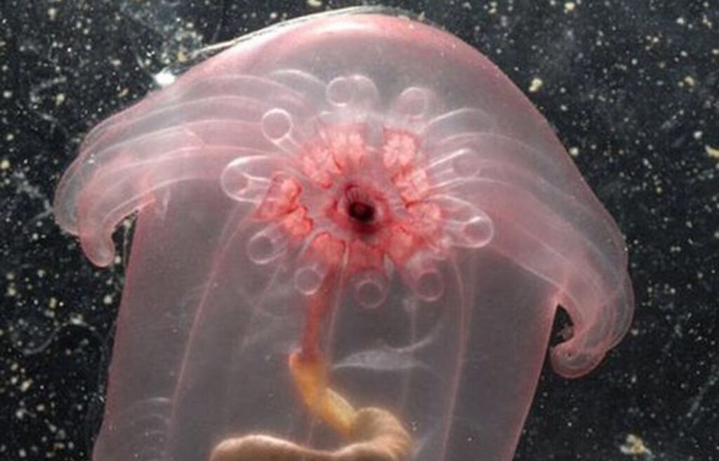 Pink See-Through Fantasia