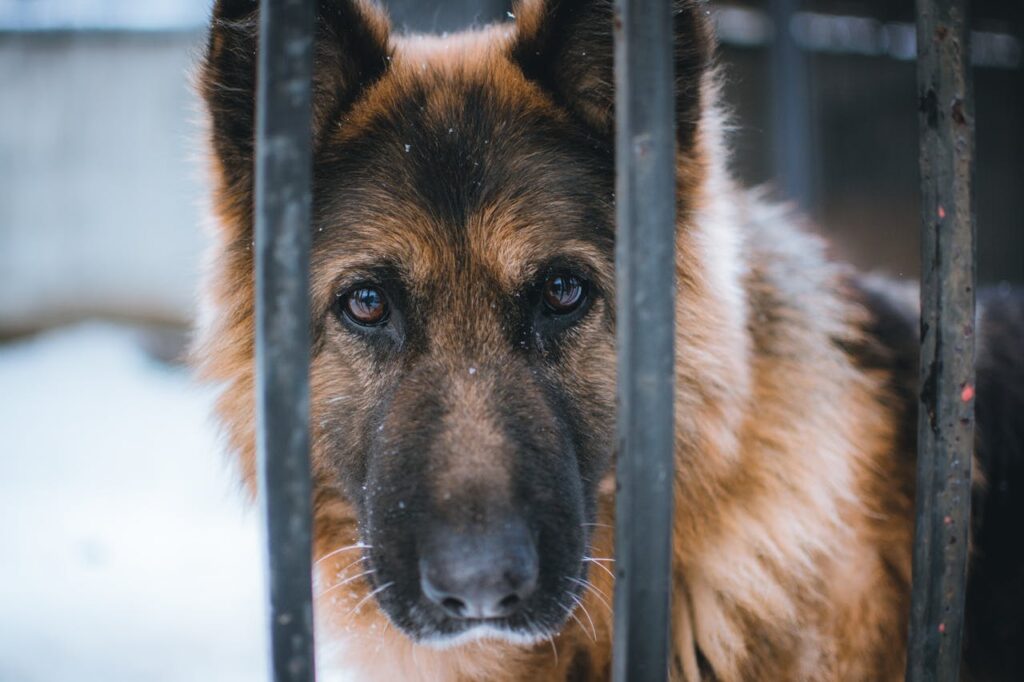 German Shepherd