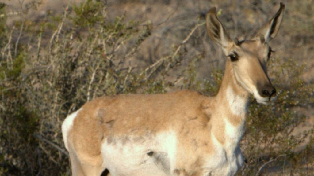 Sonoran Pronghorn