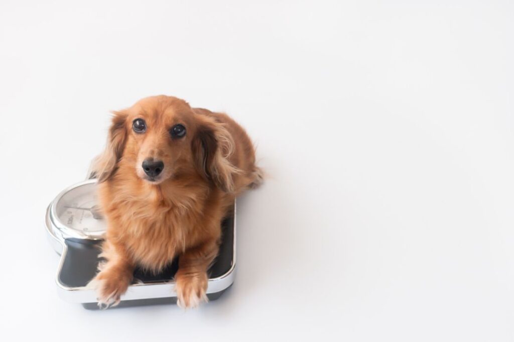 Pet Weight Management