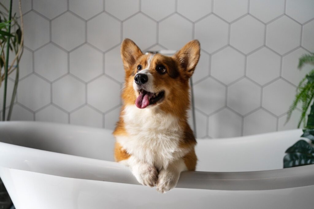 Dog Bath