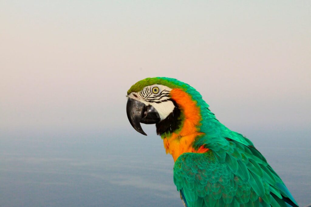 macaw