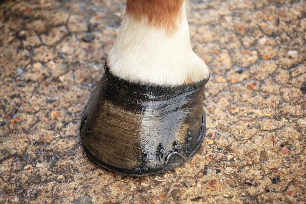Misshapen or Distorted Hoof Shape