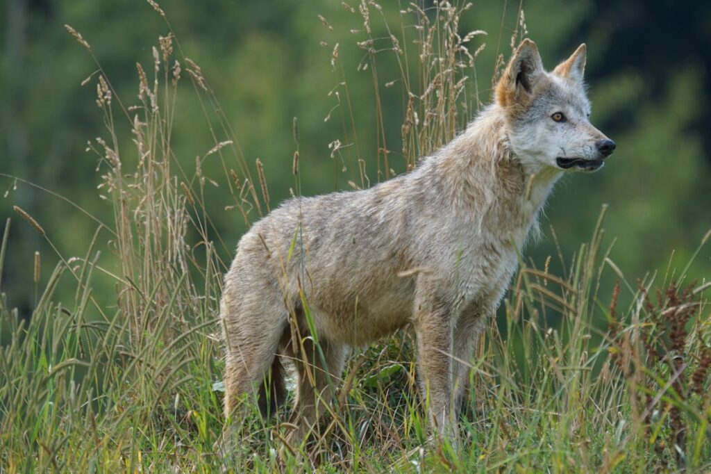 wolf
