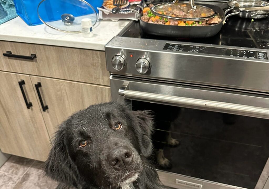 Cooking dog food