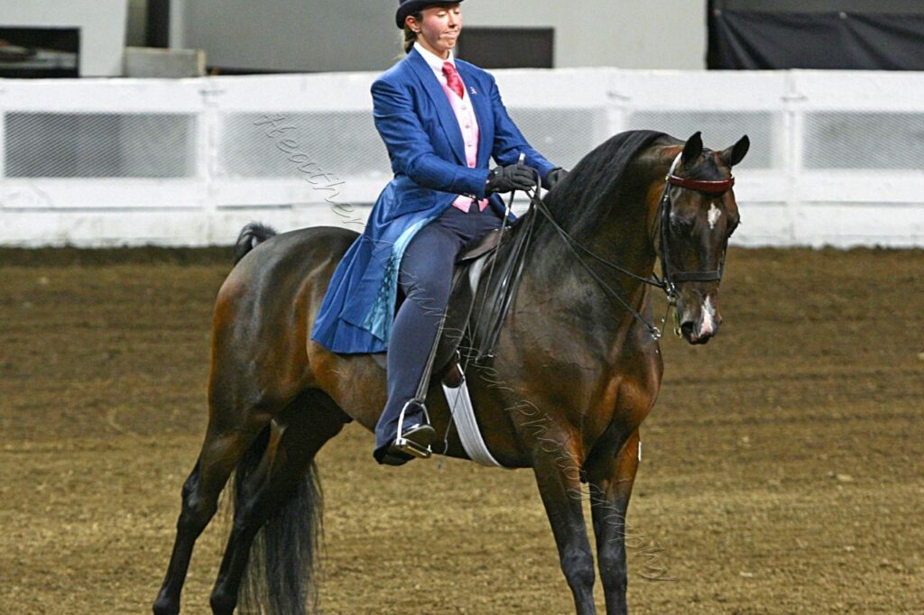 Morgan horse