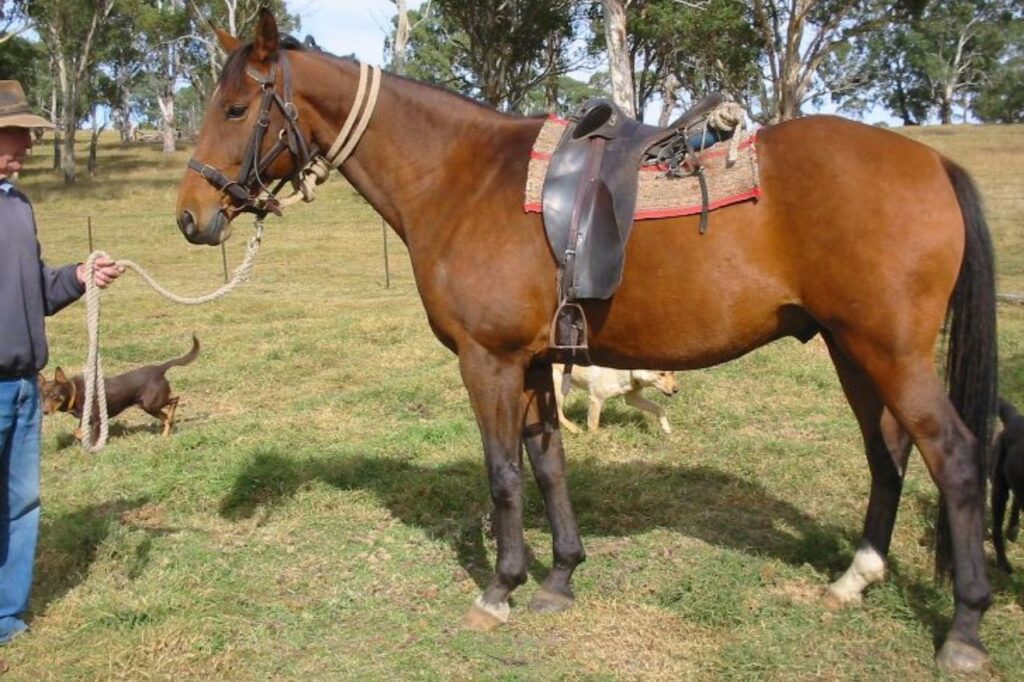 australian stock horse
