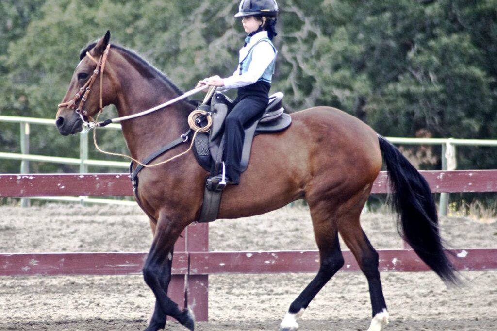 Paso fino
