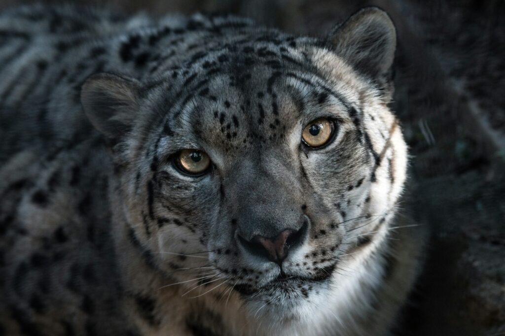 Snow Leopard